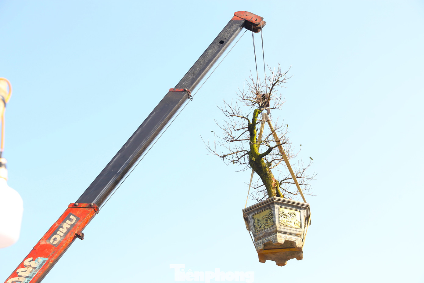 Anh Nguyễn Trung (chủ một vườn đào trên đường 72m, thành phố Vinh) cho biết: “Công việc nhiều nên tôi phải thuê thêm 4 lao động thời vụ. Thời điểm này rất khan hiếm lao động, do đó, tôi phải nhờ người thân giới thiệu những lao động ở các tỉnh khác”.