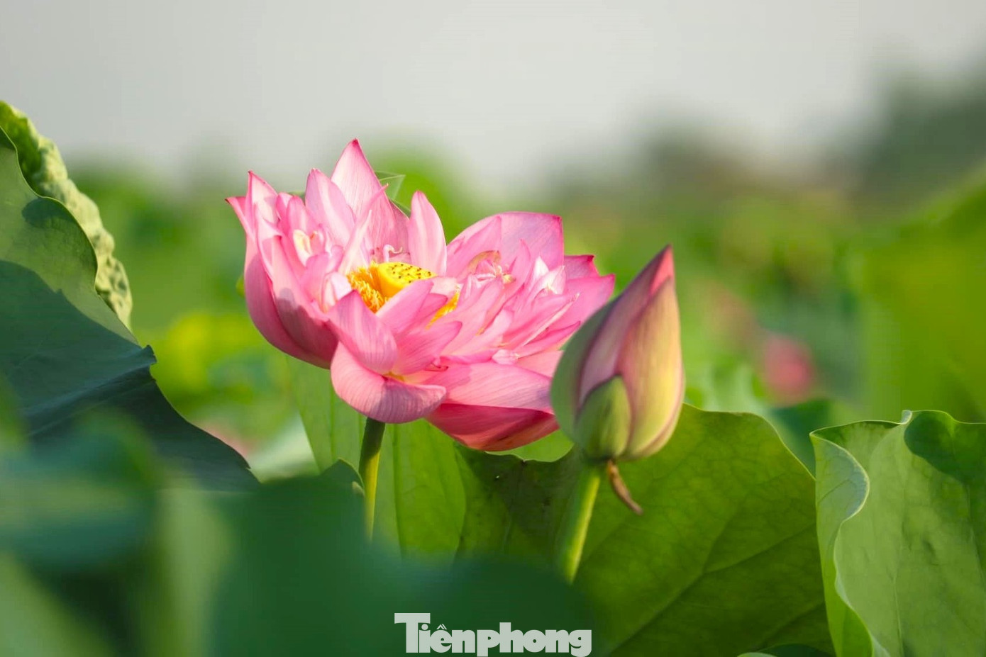 Ngoài giống sen thuần chủng vốn có từ lâu đời ở Kim Liên, hiện hợp tác xã Sen quê Bác đã đưa nhiều giống sen tốt ở các địa phương khác về trồng, tạo sự đa dạng của các loại sen trên quê Bác.