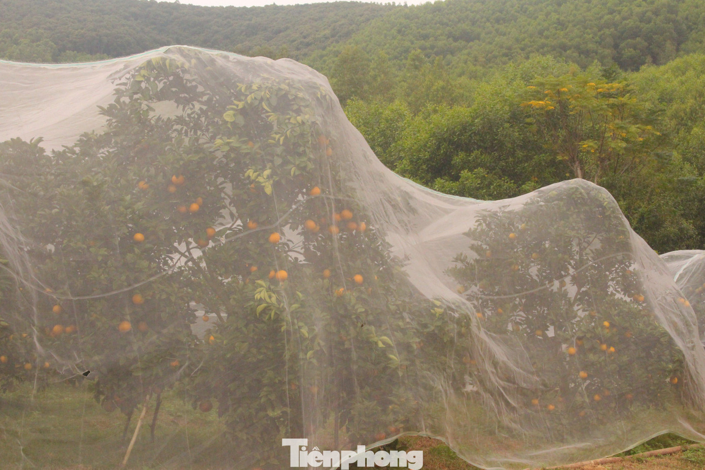 Một số chủ vườn "mắc màn" cho cam để tránh sâu bọ Một số chủ vườn "mắc màn" cho cam để tránh sâu bọ
