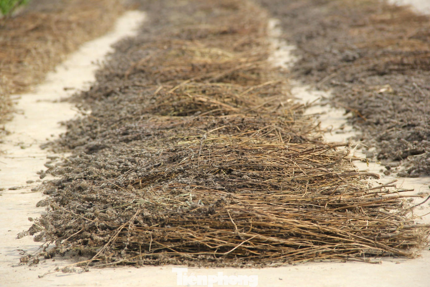 Ông Phan Văn Vũ - Chủ tịch UBND xã Tiến Thành - cho biết, nhiều năm qua cây nhân trần được xem là cây trồng chủ lực của địa phương. Năm 2022, diện tích trồng cây nhân trần là hơn 11 ha đã mang về thu nhập gần 2 tỷ đồng cho người dân. Năm nay với hơn 16 ha đã đem lại năng suất hơn 70 tấn, ước tính thu nhập cả vụ đạt gần 2,5 tỷ đồng.