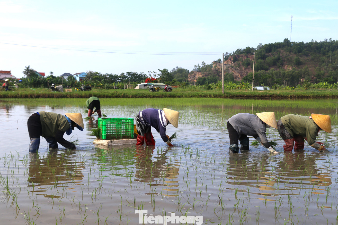 Ghi nhận sáng 29/1 (tức mùng 8 Tết Nguyên đán), trên các cánh đồng của huyện Quỳnh Lưu, Yên Thành… (Nghệ An), từ sáng sớm đã có rất đông bà con nông dân ra thăm đồng đầu xuân năm mới. Người cấy lúa, người bón phân, cầu mong một năm mới mùa màng bội thu.
