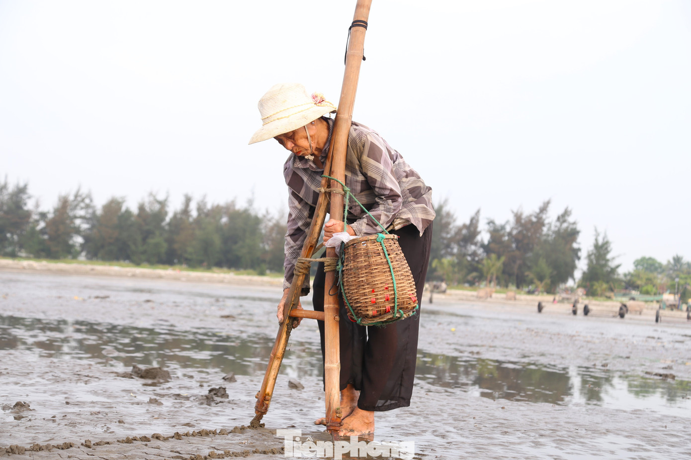 Bà Lê Thị Ba (77 tuổi, trú xóm 4, xã Hải Hùng) cho biết, từ 4 giờ sáng, khi thủy triều rút, bà đã ra biển cào ngao để kiếm thêm thu nhập. “Nghề cào ngao thường đi theo con nước, thủy triều rút lúc nào thì mình đi lúc đó. Khi cào ngao phải khom người, hai tay nắm chắc cán vợt cào rồi dùng lực ấn mạnh lưỡi cào xuống cát sâu khoảng 10 cm và đi giật lùi”, bà Ba chia sẻ.