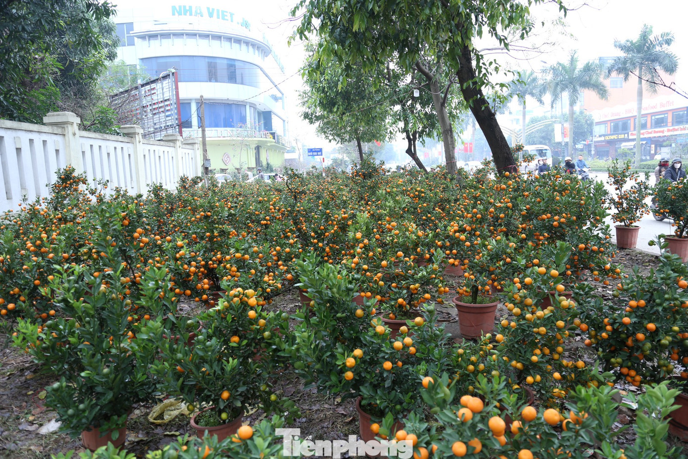 Ghi nhận ngày 29 Tết, nhiều điểm bán cây cảnh Tết ở thành phố Vinh, Nghệ An vẫn còn lượng cây tồn đọng khá lớn. Vẫn có người dân đi xem cây, tuy nhiên số người thực sự xuống tiền để chọn cây cảnh không nhiều. Nhiều hàng bán hoa mai vàng, lan, quất treo biển "xả hàng", "sale đồng giá"…