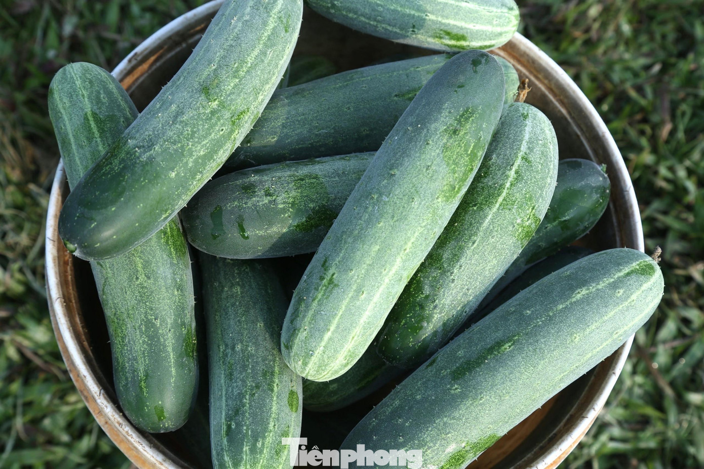 Chất lượng quả dưa chuột vụ đông năm nay đồng đều, năng suất đạt 2 – 2,5 tấn/sào.