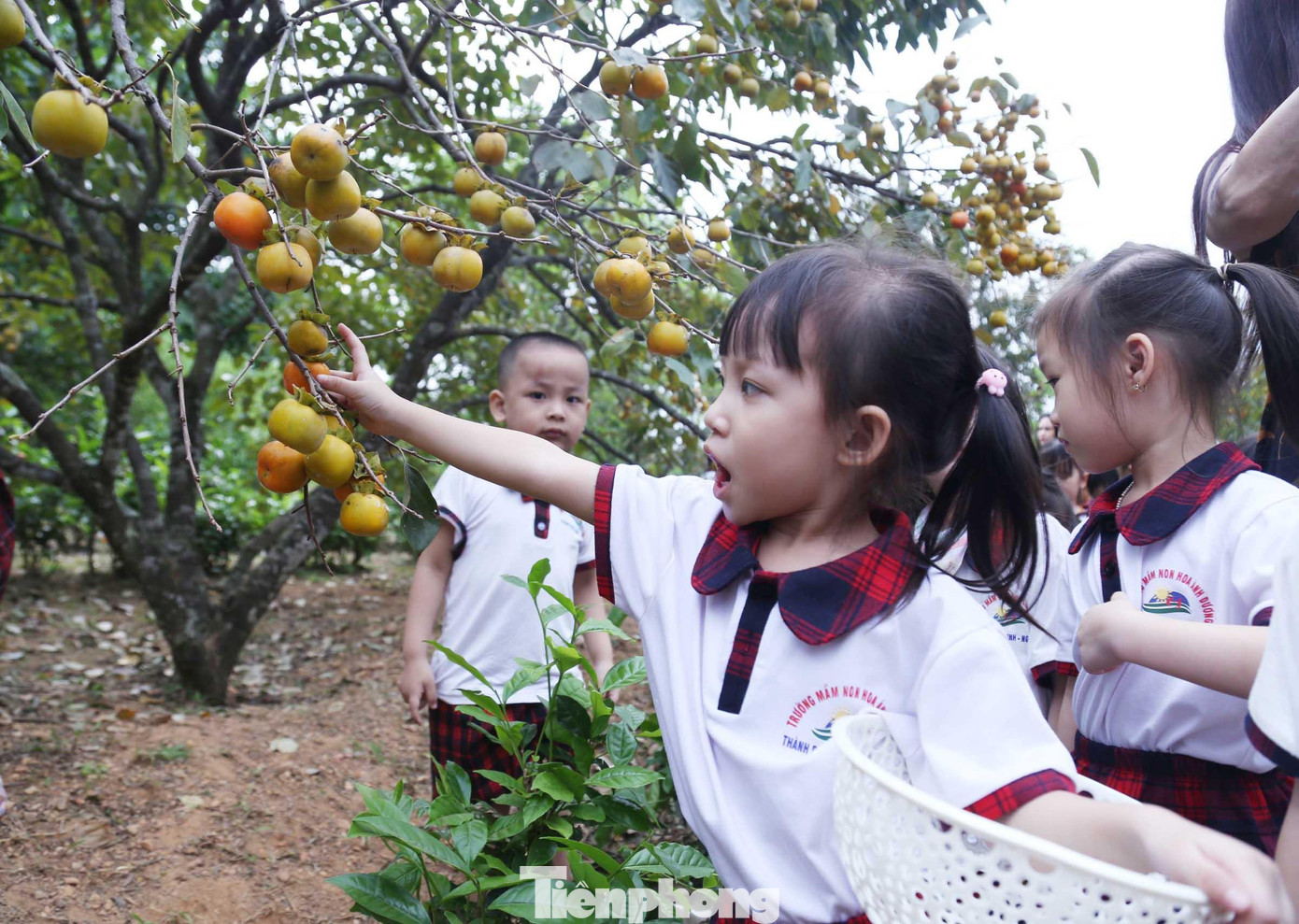 Bé gái thích thú khi lần đầu được trải nghiệm mang giỏ hái hồng.