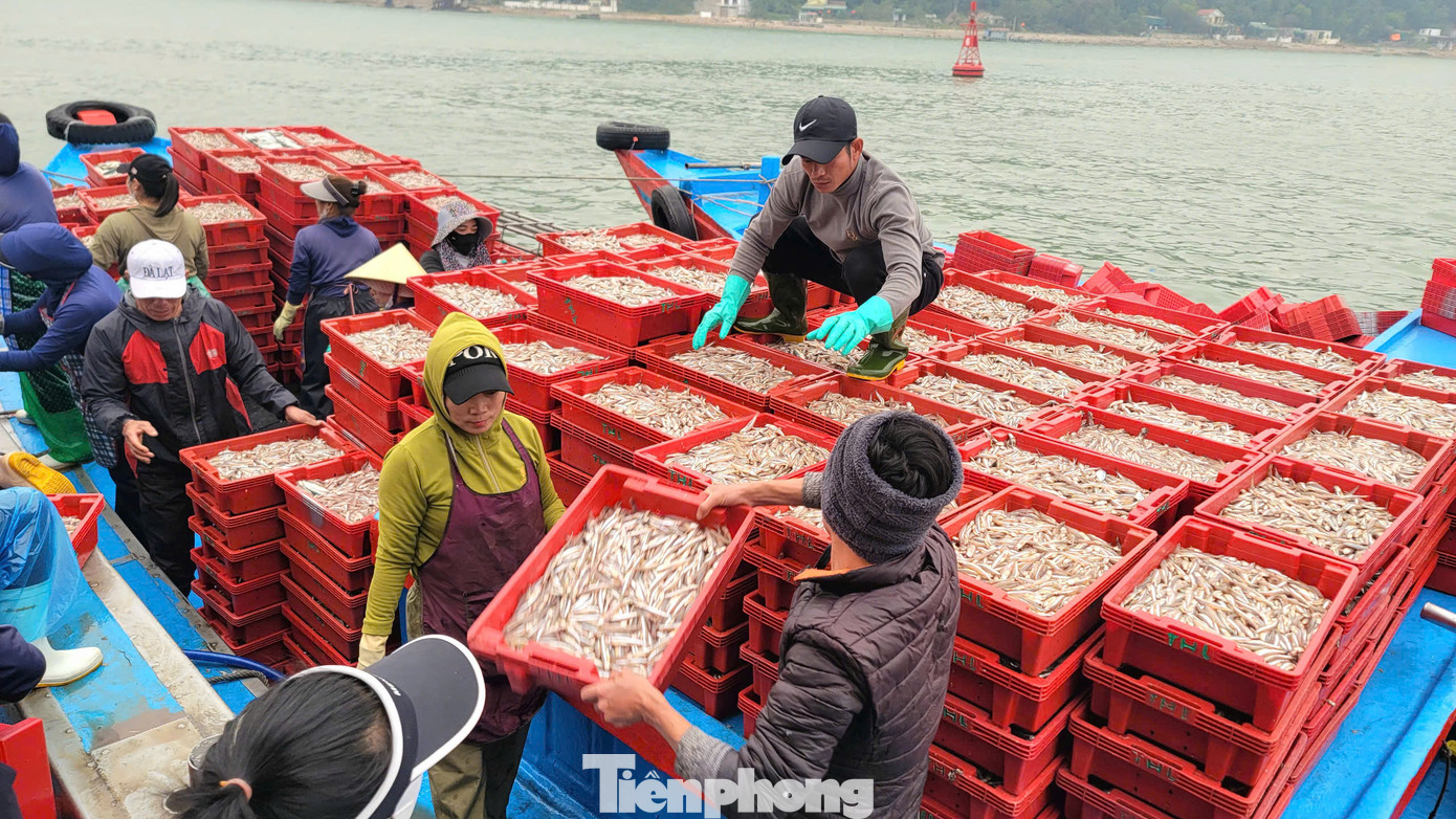 Ngư dân trúng đậm cá cơm.