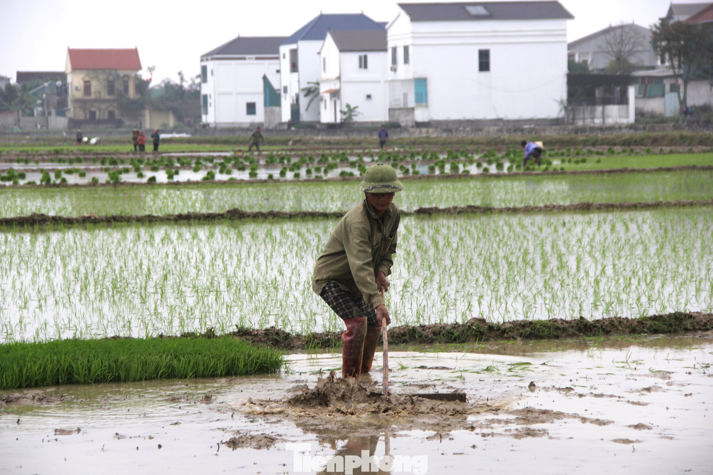 Trước Tết hơn chục ngày, vợ chồng anh Lê Văn Hùng (trú huyện Yên Thành) đã làm đất và cấy được 1/3 diện tích. Số diện tích còn lại, ra Tết anh huy động người thân ra cấy. “Cầu mong một năm mưa thuận gió hòa để cây cối tốt tươi, mùa màng bội thu...”, anh tâm sự.