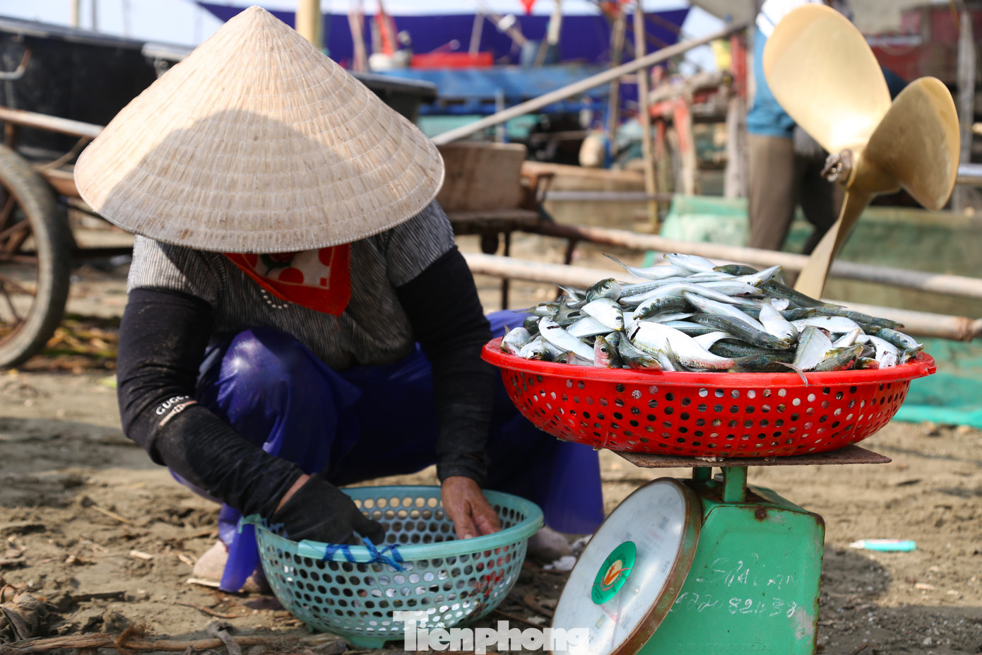 Theo ngư dân, thời điểm này đang là mùa cá trích. Những con cá trích còn tươi xanh, nhanh chóng được gỡ ra khỏi lưới. Sau đó, những người phụ nữ là vợ của các thuyền viên hay những người buôn bán nhỏ nhanh chóng thu gom, đưa về để nướng.