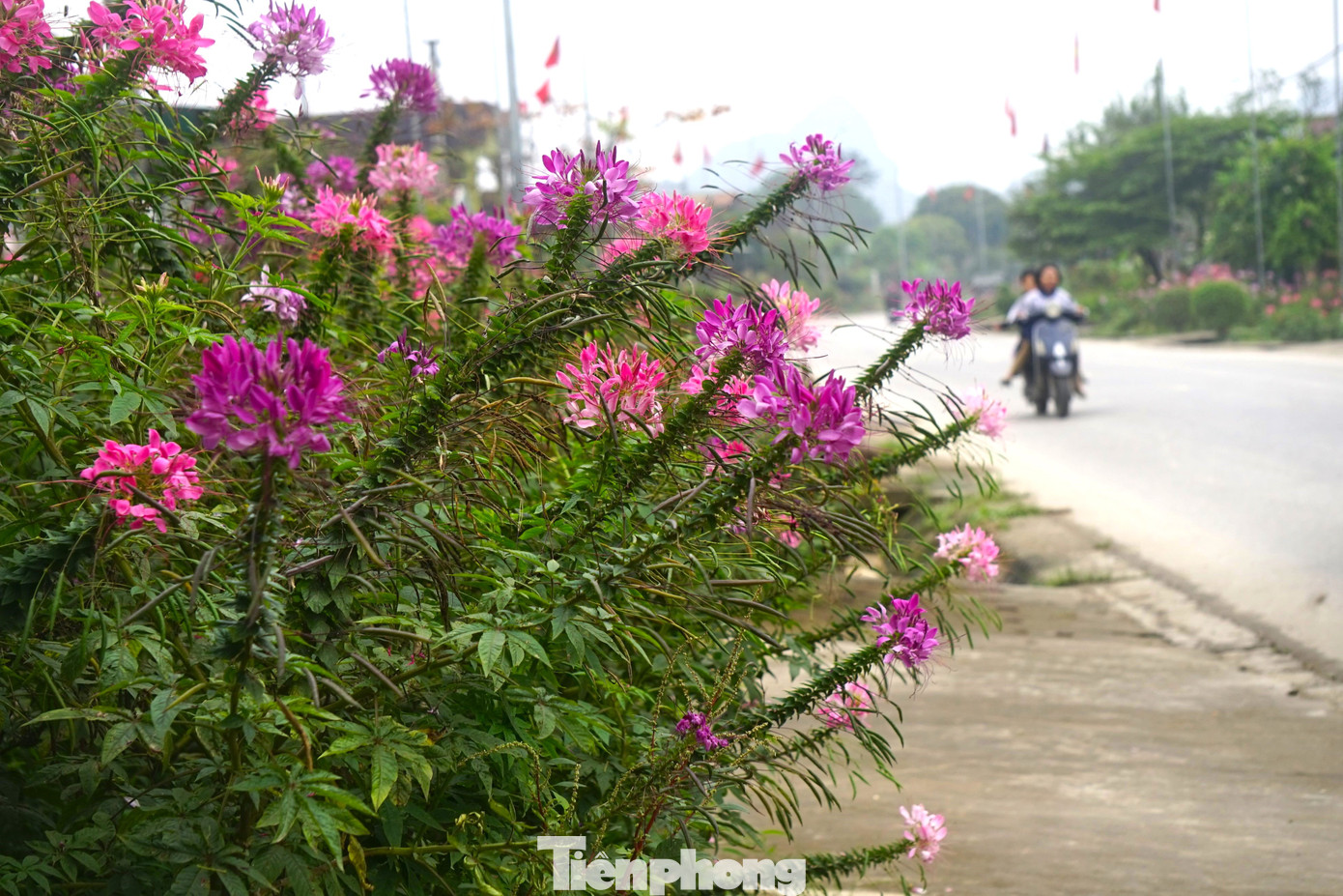 “Mỗi khi qua đây, tôi đặc biệt ấn tượng với con đường hoa này. Trước cổng nhà nào cũng rực rỡ đủ loại hoa như một bức tranh vậy”, anh Hưng, một người dân thường xuyên lưu thông qua đây chia sẻ.