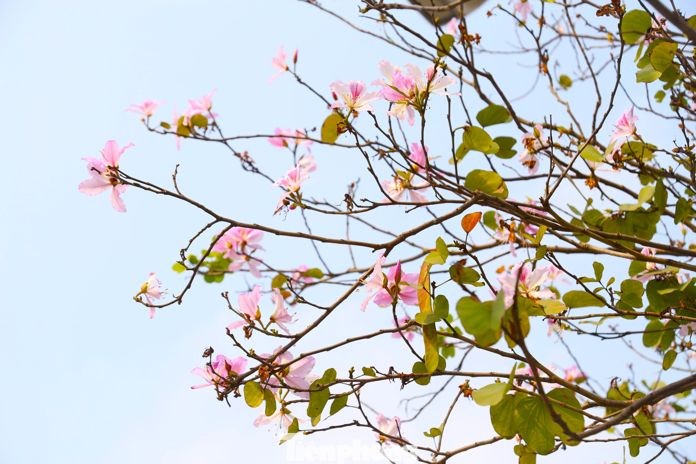 Màu trắng tinh khôi hay tím dịu dàng của hoa ban hòa quyện vào nhau, tạo nên một bức tranh thiên nhiên đầy thơ mộng.