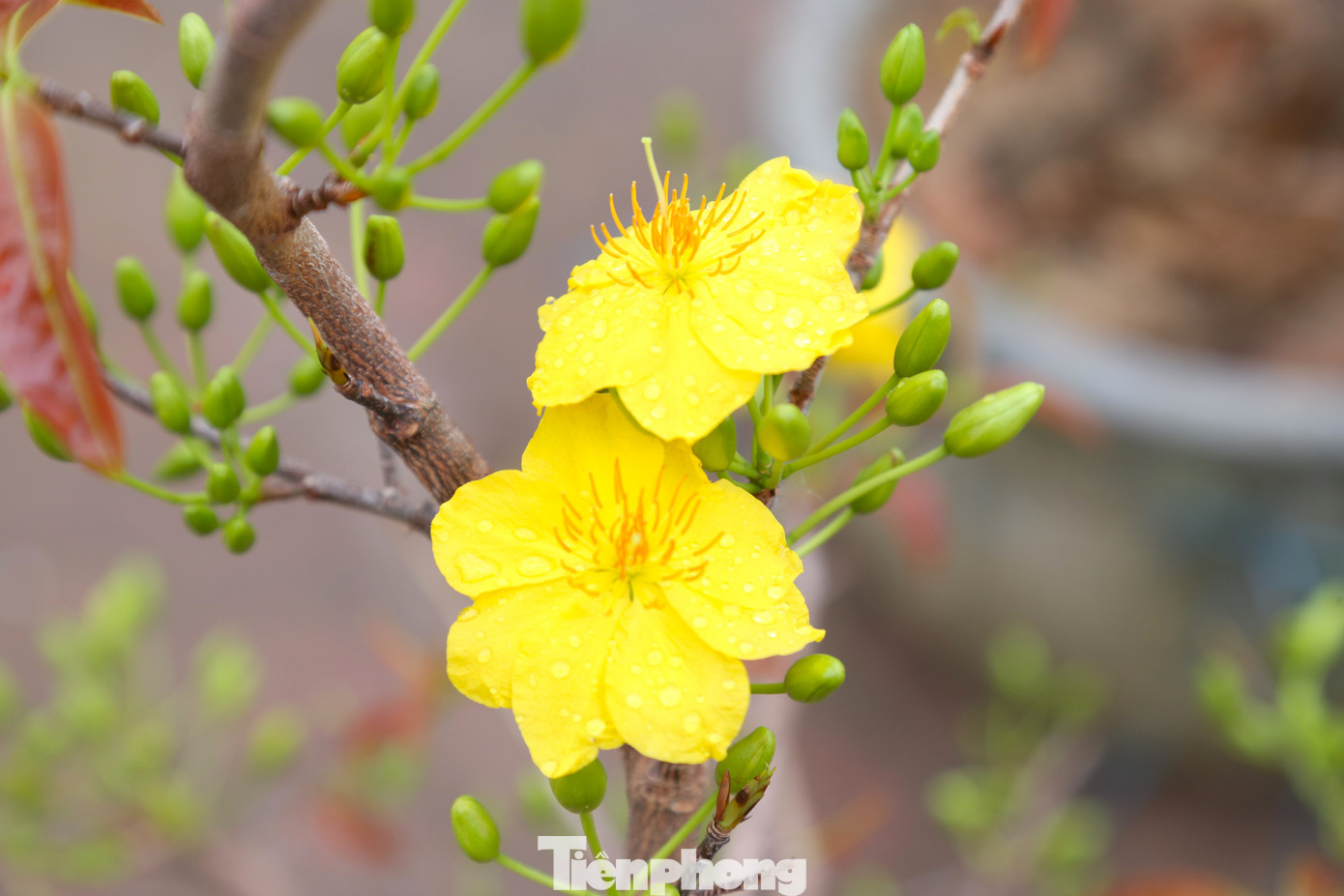 Hoa mai bung nở, khoe sắc rực rỡ.