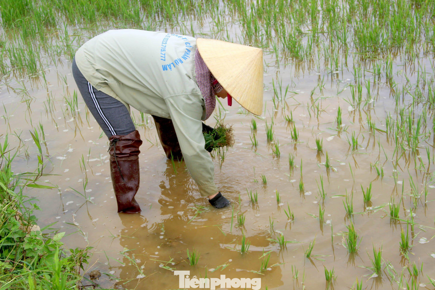Bà con nông dân tranh thủ cấy lúa đầu xuân cho kịp thời vụ.