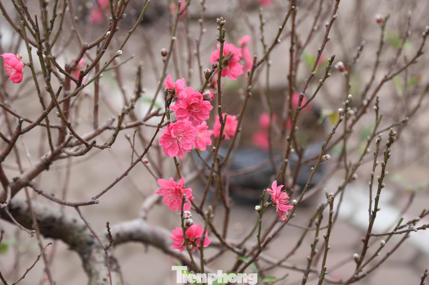 Hoa đào nở rực rỡ chào Xuân