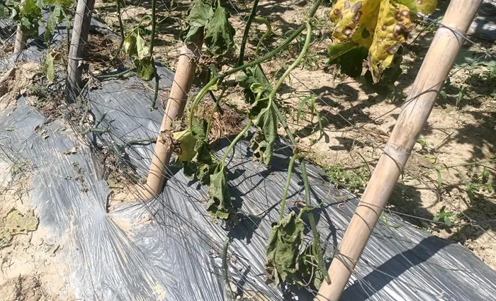 Những gốc bí xanh bị cắt đứt, chết héo