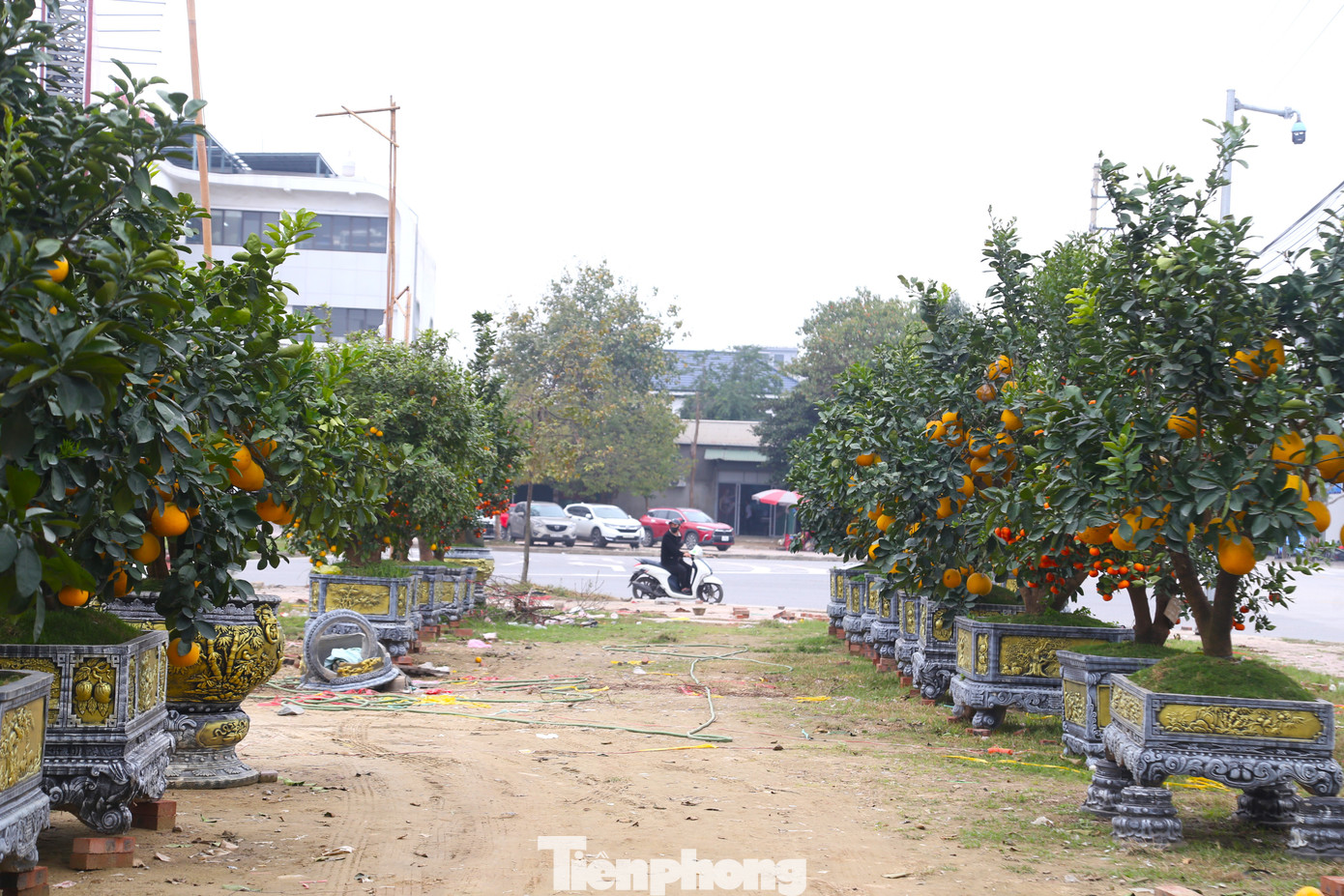 Đây là năm thứ 2 liên tiếp, thị trường hoa, cây cảnh Tết lâm vào cảnh đìu hiu, ế ẩm. Nguyên nhân chính dẫn đến thực trạng này là do năm 2024, kinh tế khó khăn, thu nhập của người dân giảm sút, nhu cầu mua sắm cây cảnh Tết giảm. Anh Hoàng Quân, một người chuyên kinh doanh cây cảnh Tết tại TP Vinh chia sẻ, trải qua 2 năm kinh doanh thua lỗ, chúng tôi cũng phải tính toán lại kế hoạch cho những năm tới. Đặc biệt là nghiên cứu kỹ thị trường, nhập về số lượng cây cảnh vừa phải, nếu bán không hết thì việc thanh lý hay thu dọn sau Tết cũng dễ dàng hơn. Ngoài ra, sẽ ưu tiên nhập về nhiều hơn các dòng đào, quất giá rẻ, kích thước nhỏ để phù hợp với nhu cầu, vì thực tế, đa số những cây ế ẩm đều là cây kích thước lớn, có giá hàng chục triệu đồng.