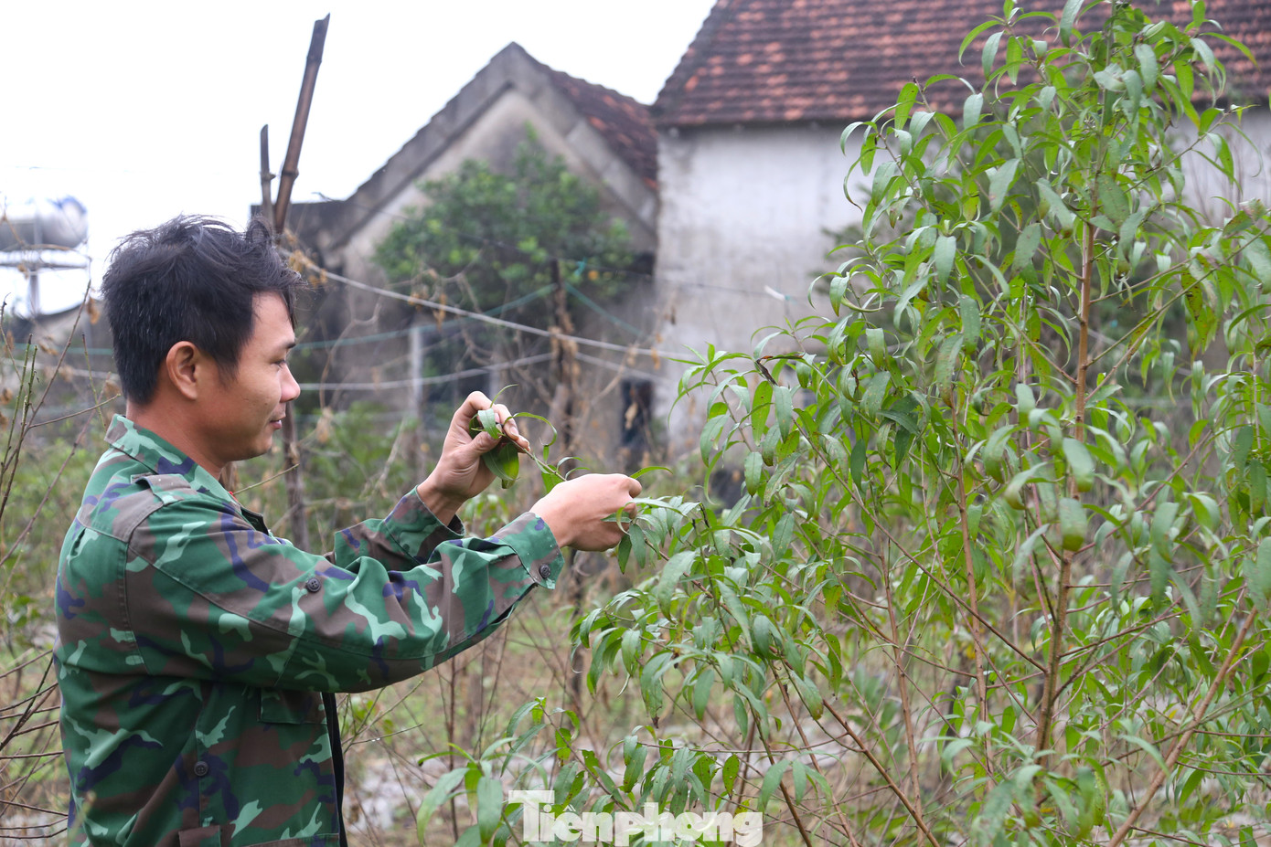 Từ sáng sớm, anh Phạm Hồng Thắng (33 tuổi, trú xóm 7, xã Nghi Ân) đã tất bật với các công đoạn tuốt lá, tỉa cành khô, cành vụn cho cây đào. Đây được xem là công đoạn “thay áo” cho các gốc đào, cũng là công đoạn cuối để chuẩn bị cho đào ra hoa vào dịp Tết Nguyên đán.