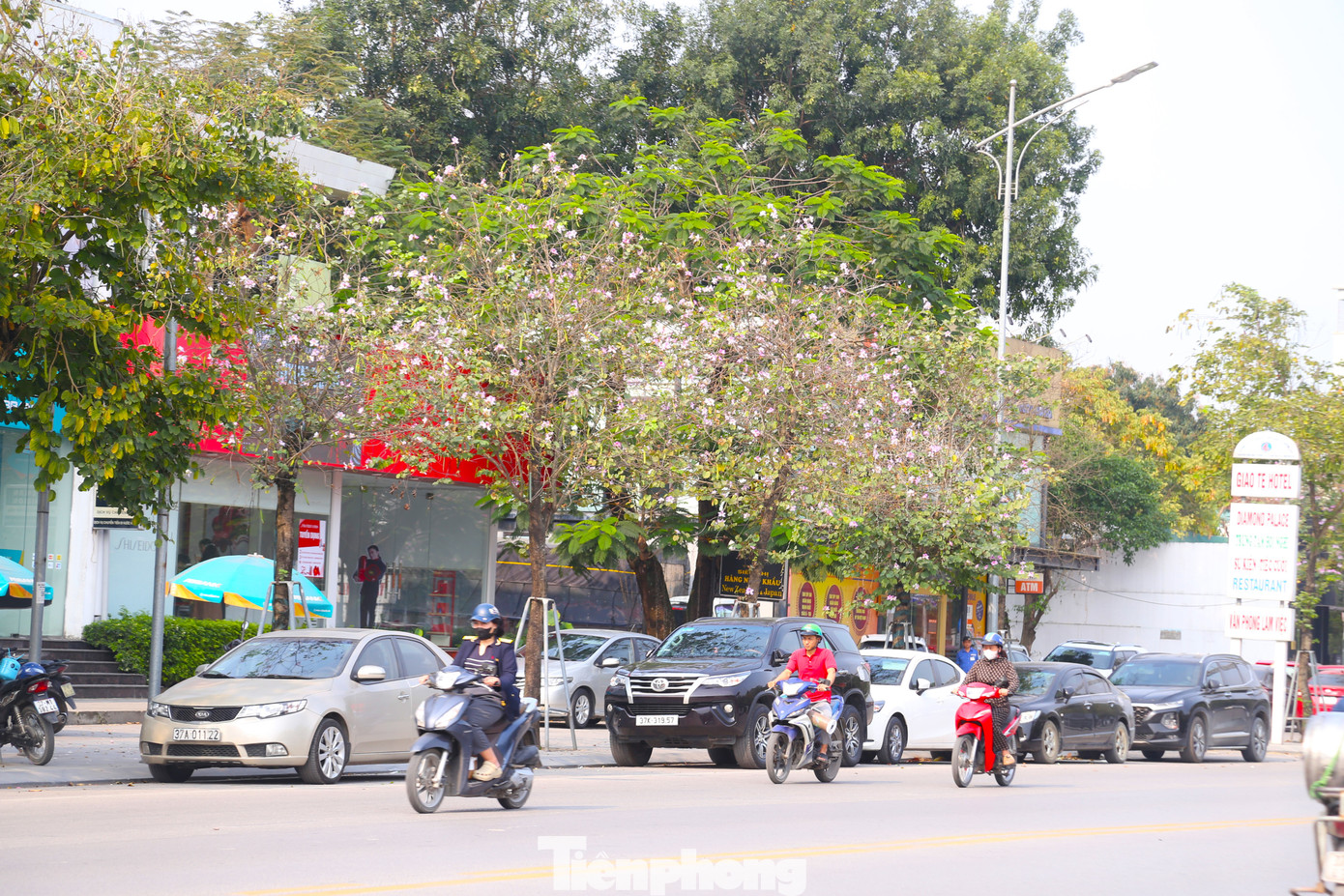 Những cánh hoa ban mỏng manh, tỏa ra mùi hương thoang thoảng, phảng phất khắp phố phường.
