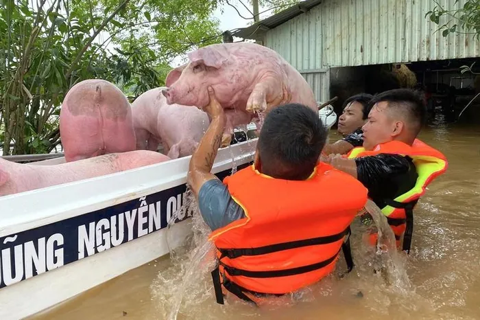 Hơn 120 con lợn được vận chuyển ra ngoài