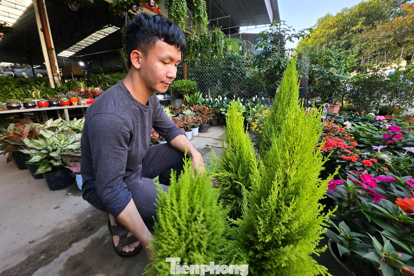 Tại các điểm bán hoa, cây cảnh cũng "bắt trend" khi nhập nhiều cây tùng thơm về bán dịp Giáng sinh. Anh Nguyễn Văn Hiệp, chủ nhà vườn bán hoa cây cảnh trên Đại lộ Lê nin, TP Vinh cho biết: “Từ giữa tháng 11, chúng tôi đã nhập về cây tùng thơm với các kích cỡ khác nhau. Giá cả cũng dao động từ 90.000 đồng - 2 triệu đồng/cây, tuỳ loại. Noel năm nay, nhà vườn chúng tôi bán ra khoảng 500 cây tùng thơm các loại”.