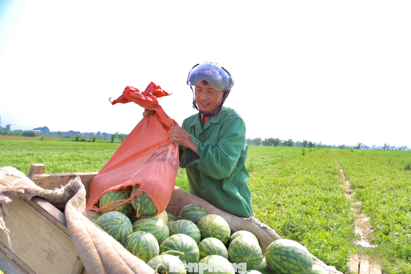 Dưa thu hoạch sớm trùng vào đợt nắng nóng cao điểm, nhu cầu giải nhiệt tăng cao, thị trường dễ tiêu thụ, giá bán cao nên bà con rất phấn khởi.