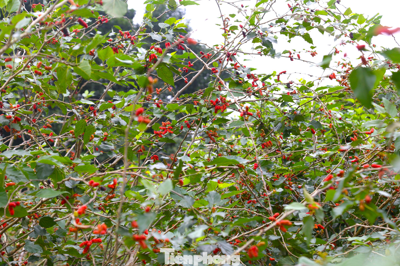 Lãnh đạo UBND phường Nghi Đức cho biết với đặc thù đất pha cát rất phù hợp với cây dâu, khoảng 10 năm nay, người dân địa phương đã chuyển sang trồng dâu lấy quả cung ứng cho thị trường, chủ yếu tập trung ở khối Xuân Bình, Xuân Trung… Cây dâu tằm lấy quả cho hiệu quả kinh tế hơn nhiều so với loại cây ăn quả, hoa màu khác. Trong điều kiện thời tiết thuận lợi, dâu tằm mang lại thu nhập hàng chục triệu đồng trên một vụ mùa kéo dài khoảng một tháng.