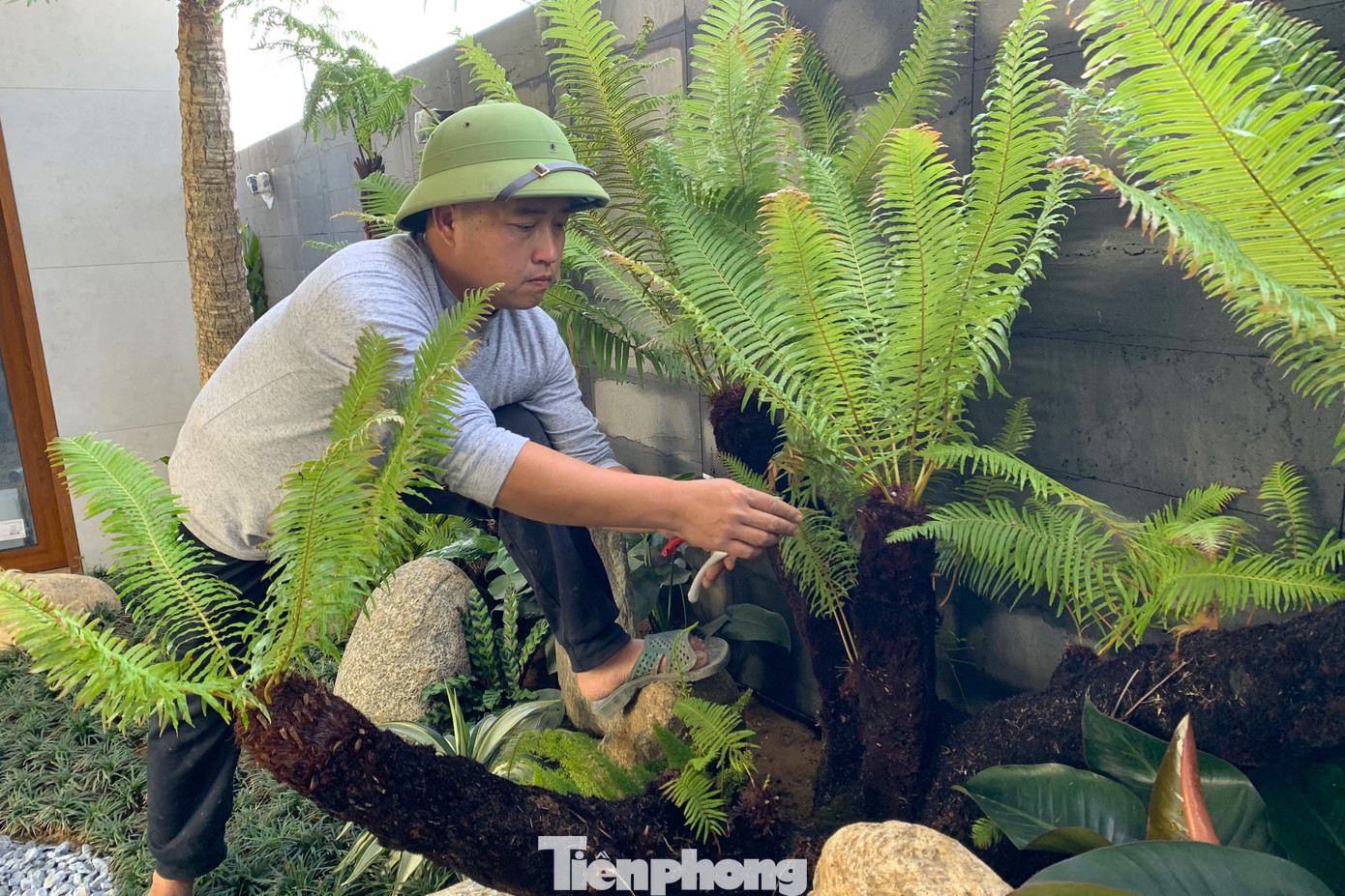 Anh Nguyễn Văn Ba, một người chuyên thiết kế công trình cây xanh ở TP Vinh, mấy năm gần đây, cây dương xỉ được nhiều người lựa chọn để trang trí sân vườn, tiểu cảnh. Dịp Tết, nhu cầu đặt làm tiểu cảnh với cây dương xỉ tăng cao. Thời điểm này, có nhiều khách đặt hàng nhưng anh Ba phải từ chối hoặc hẹn ra Tết làm.