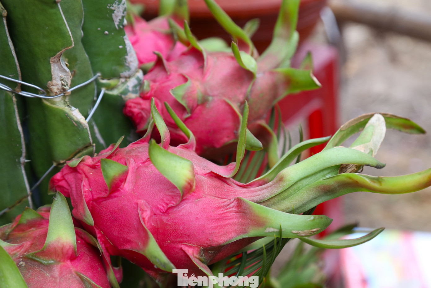 Theo giới thiệu của chủ vườn, những quả thanh long này hoàn toàn chín tự nhiên, có thể trưng được lâu.