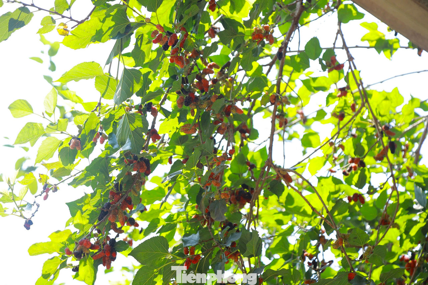 Theo bà Tuyết, cây dâu trồng sau 3 năm có thể thu hoạch quả. Trồng dâu không khó, cũng không tốn công chăm sóc, chỉ cần dọn cỏ sạch gốc và bón phân chuồng hàng năm. Dâu tằm có nhiều sâu nhưng không dùng thuốc bảo vệ thực vật để đảm bảo quả sạch, an toàn cho người dùng.