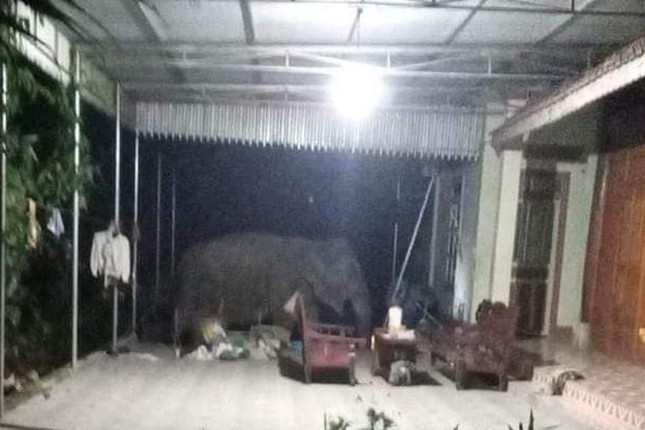 Voi rừng giật tung cửa sổ, lục lọi tìm thức ăn ở xã Châu Phong, huyện Quỳ Châu