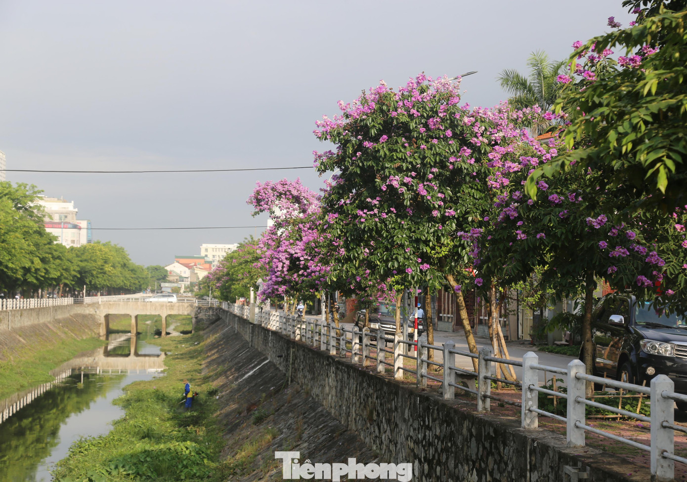 Cùng với phượng đỏ thắm, bằng lăng tím rực rỡ cũng báo hiệu mùa hè về. Trên địa bàn TP Vinh, bằng lăng được trồng ở nhiều tuyến phố, tuy nhiên nổi bật nhất là đường Phùng Chí Kiên, chạy dọc kênh Bắc với khoảng 100 cây đang đua nở.