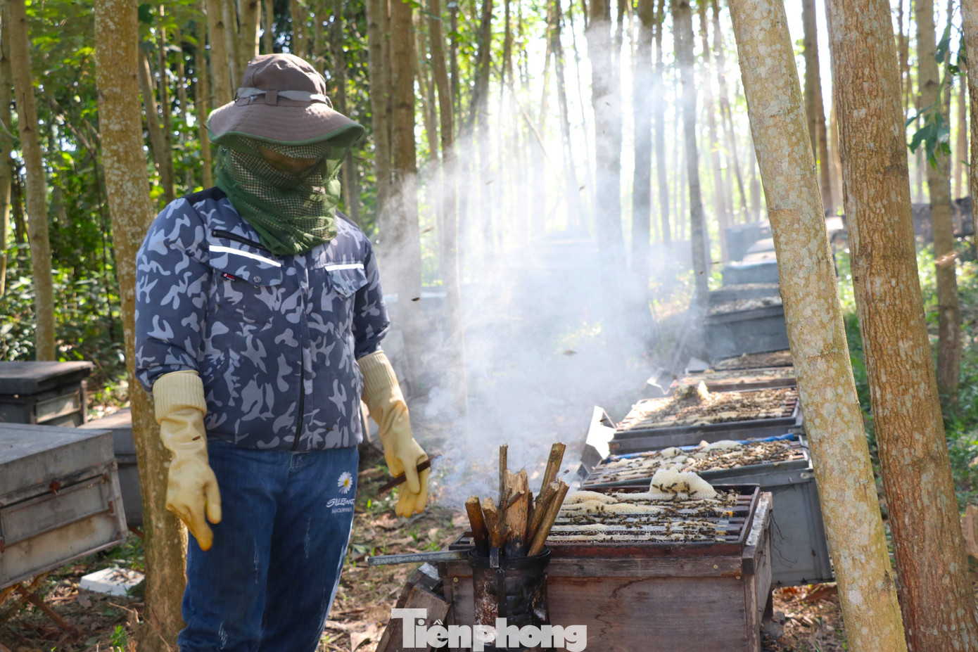 Khi dỡ khỏi tổ là thời điểm đàn ong hung dữ nhất, bởi vậy phải đốt củi tạo thành các vùng khói để xua ong ra.