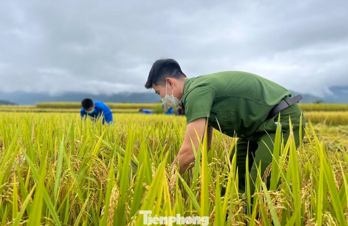 Anh Trương Minh Thông – Bí thư Chi đoàn Công an huyện Quế Phong chia sẻ: “Để giúp người dân nhanh chóng khắc phục hậu quả, Chi đoàn Công an huyện đã cử lực lượng xuống địa bàn, phối hợp với đoàn viên thanh niên xã giúp thu hoạch lúa”.