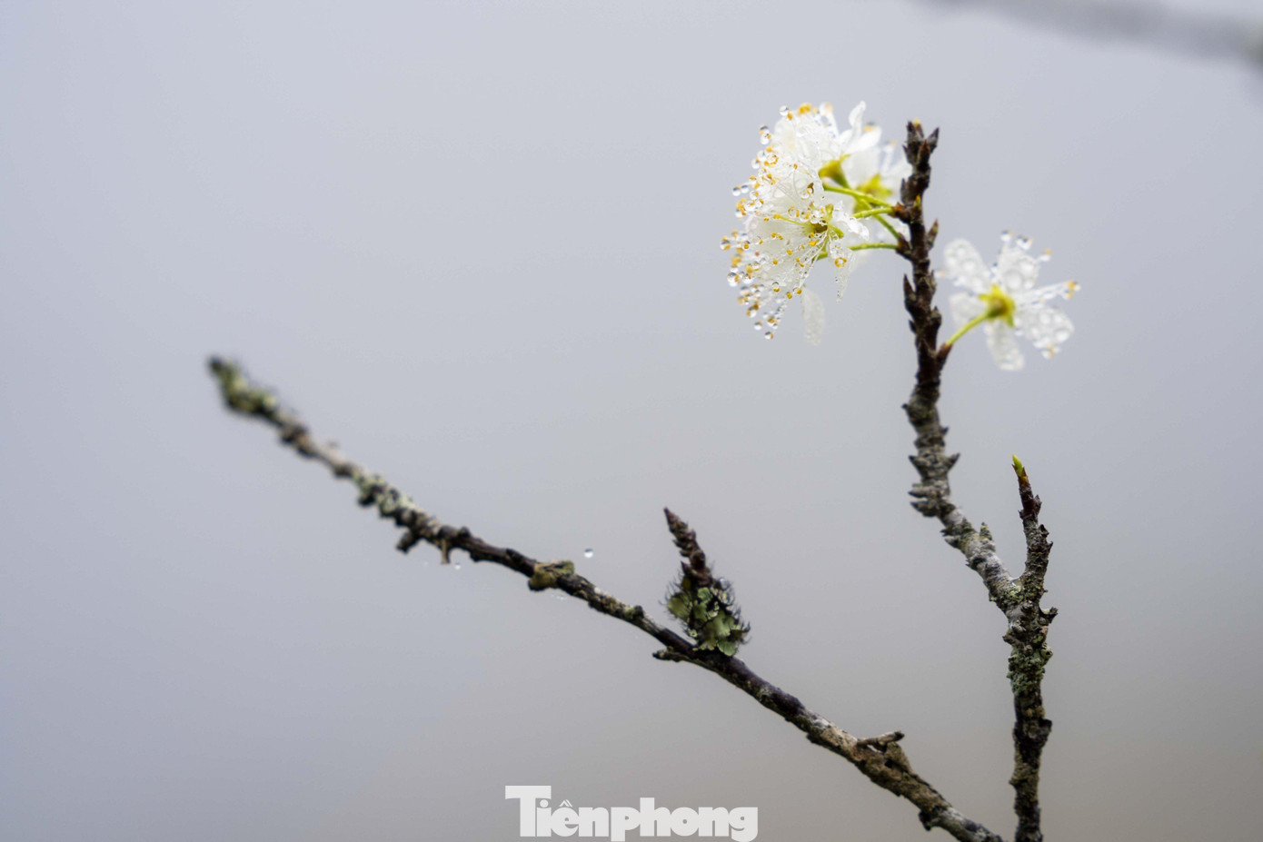 Giọt sương sớm mai còn đọng lại trên bông hoa mận