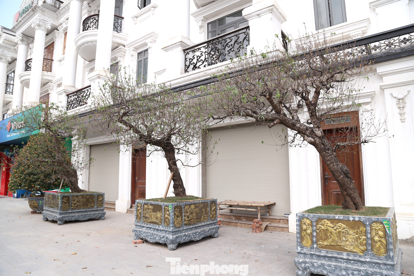 Dọc vỉa hè đường Đại lộ Lê Nin, TP Vinh cũng còn những gốc đào cổ thụ chưa được bán trong Tết.