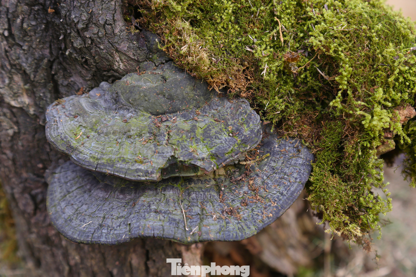 Cận cảnh gốc đào cổ thụ với thân xù xì, rêu bám đầy gốc, mang nét đẹp hoang sơ.