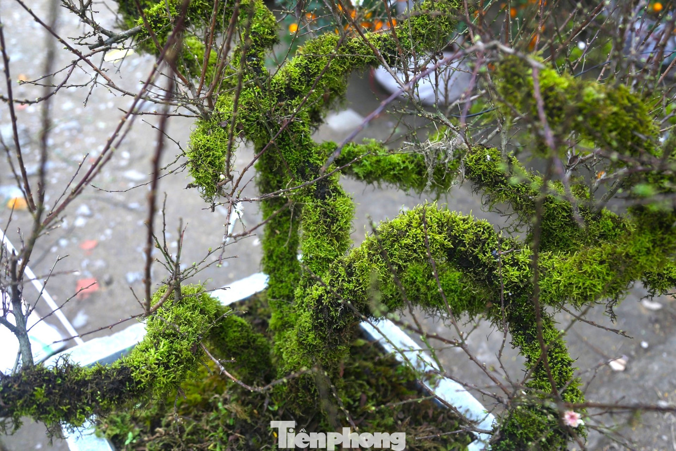 Nhất chi mai cổ thụ có thế đẹp gây ấn tượng với người đi đường.