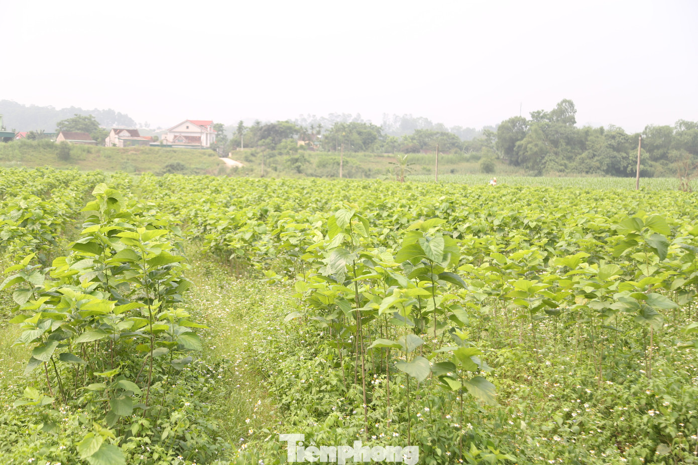 Những năm 90 của thế kỷ trước, nghề trồng dâu nuôi tằm ở xã Khánh Sơn, huyện Nam Đàn, Nghệ An phát triển rất mạnh; với hàng trăm ha đất trồng dâu. Tuy nhiên trong những năm tiếp sau, diện tích trồng dâu thu hẹp, hộ nuôi tằm giảm mạnh do giá cả bấp bênh, sản phẩm tơ không có đầu ra. Năm 2020, trong quy hoạch vùng, UBND huyện Nam Đàn có đề án khôi phục làng nghề trồng dâu nuôi tằm ở xã Khánh Sơn. HTX nông nghiệp dâu tằm Đồng Tiến ra đời từ đó.