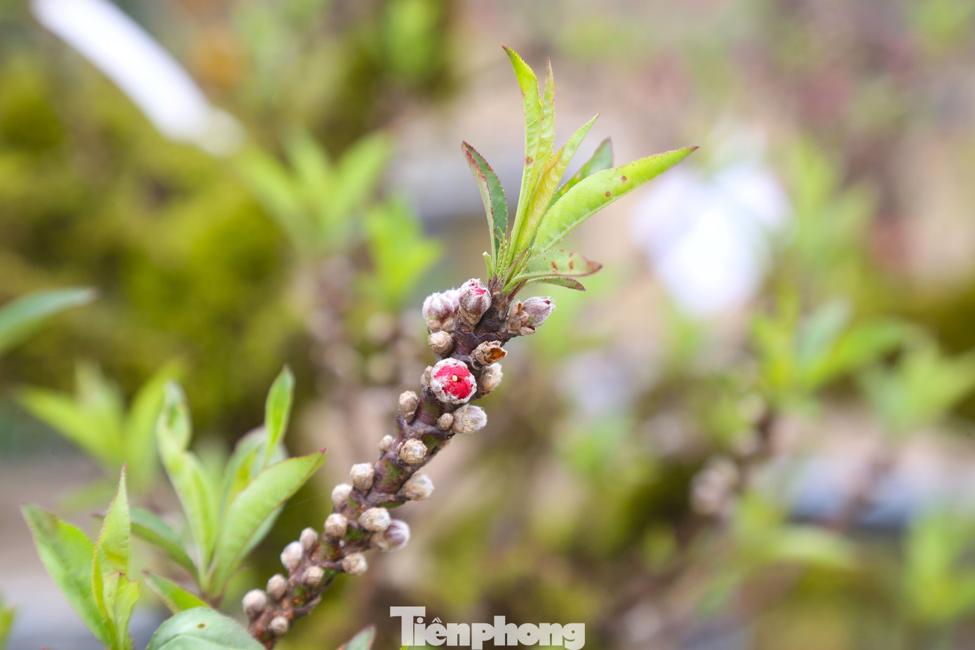 Cánh hoa nở có màu đỏ tươi. Các cây đều trổ nhiều lộc và rất nhiều nụ.