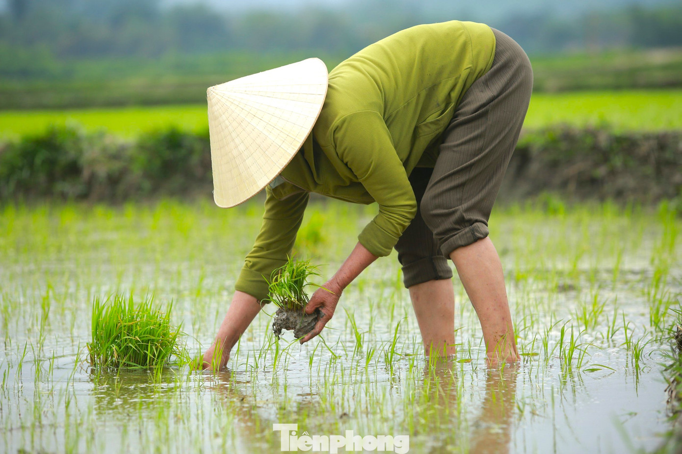 Nông dân lội chân trần tỉa dặm lúa trên cánh đồng.