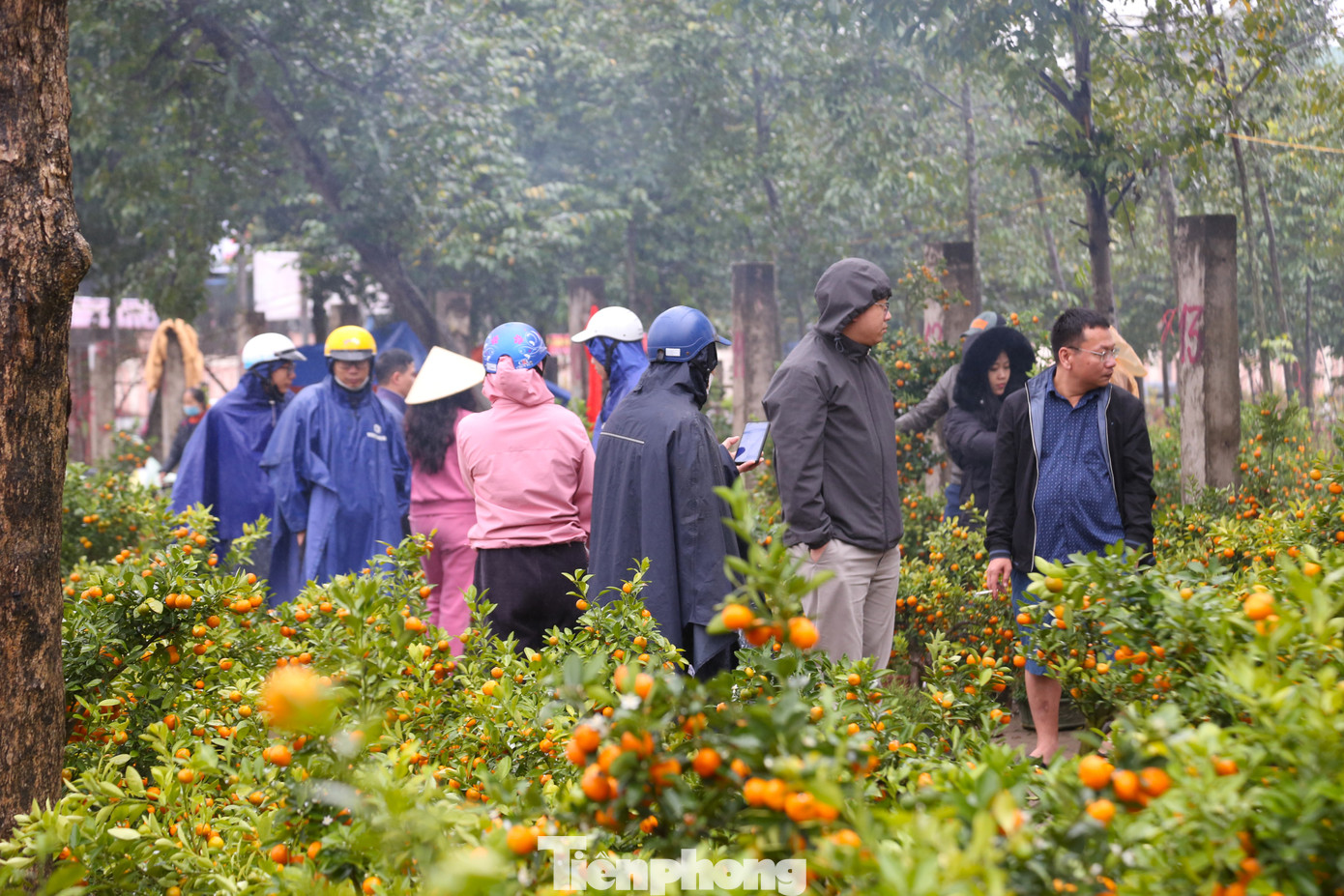 Tại các điểm bán quất cũng có khá đông người dân đi xem.