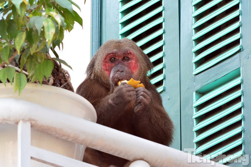 Khỉ mặt đỏ. Ảnh minh họa Khỉ mặt đỏ. Ảnh minh họa