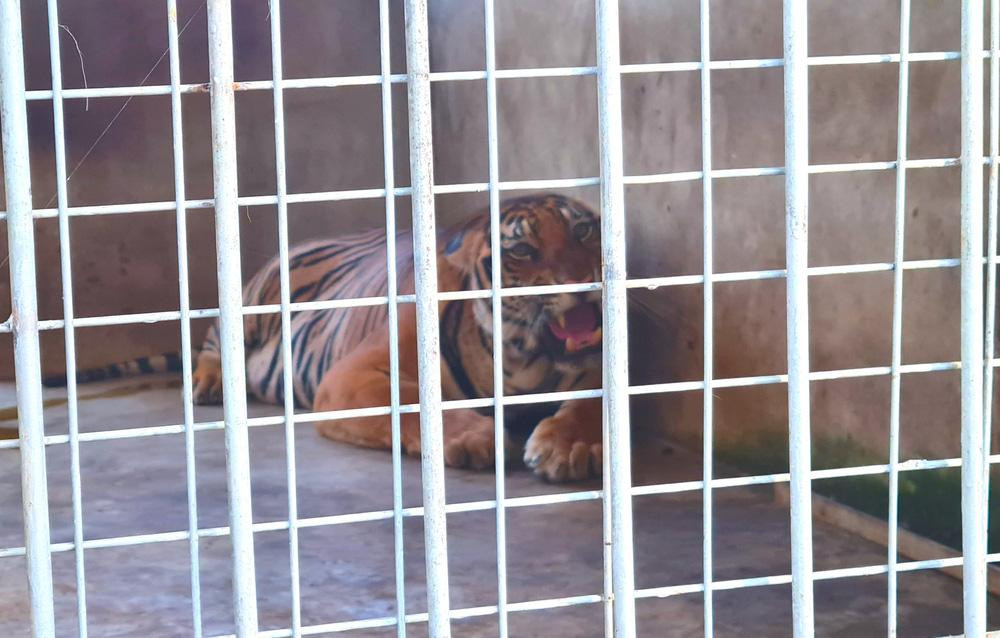 Ông Nguyễn Ích Hiếu - Giám đốc Khu du lịch sinh thái Mường Thanh Diễn Lâm cho biết, khi tiếp nhận, có 8 con hổ đã chết và được cấp đông bảo quản giúp cơ quan công an phục vụ công tác điều tra. 9 con hổ còn lại được đơn vị tiếp nhận trong tình trạng rất yếu. Ông Nguyễn Ích Hiếu - Giám đốc Khu du lịch sinh thái Mường Thanh Diễn Lâm cho biết, khi tiếp nhận, có 8 con hổ đã chết và được cấp đông bảo quản giúp cơ quan công an phục vụ công tác điều tra. 9 con hổ còn lại được đơn vị tiếp nhận trong tình trạng rất yếu.