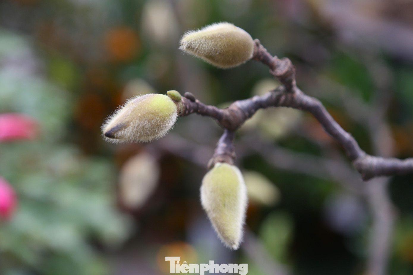 Mộc lan là loại cây thân gỗ, gồm một thân chính và nhiều cành con có sẵn nụ hoa. Khi chưa ra hoa, cây là các cành khẳng khiu như những cành củi khô. Khi hoa nở sẽ cho bông to, cánh dày. Theo quan niệm, hoa mộc lan không chỉ là biểu tượng của sự may mắn, tài lộc mà còn là lời chúc về sự thịnh vượng, hạnh phúc trong năm mới.