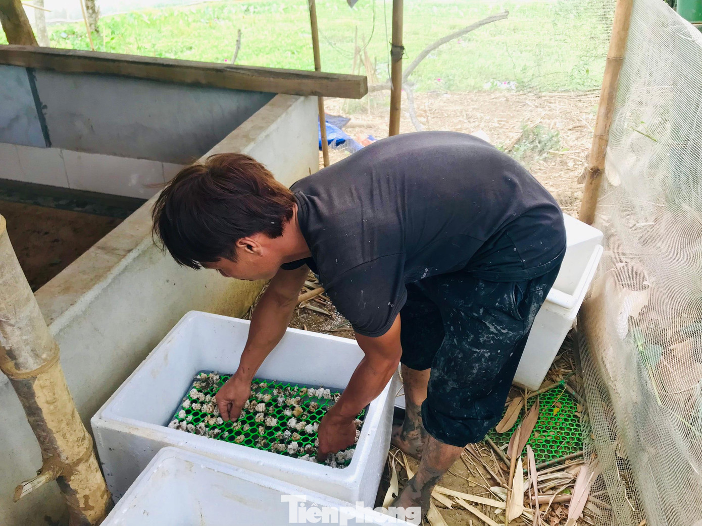 Anh Trương Văn Giang chuẩn bị trứng ốc vào khay để ấp