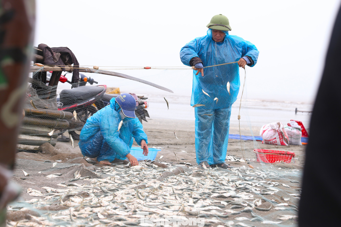 Theo bà con ngư dân, cá trích di chuyển theo lạch nước từng đàn và xuất hiện dày đặc ở vùng biển gần bờ, khi thấy cá, ngư dân bắt đầu thả lưới. Theo bà con ngư dân, cá trích di chuyển theo lạch nước từng đàn và xuất hiện dày đặc ở vùng biển gần bờ, khi thấy cá, ngư dân bắt đầu thả lưới.