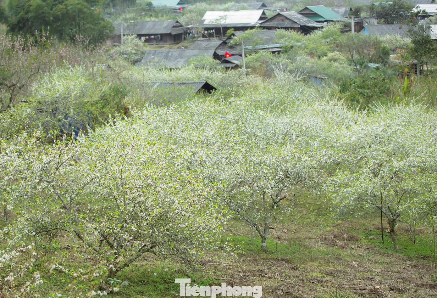 Cách TP Vinh khoảng 300km, vượt qua cung đường cheo leo một bên núi cao, một bên là vực thẳm, qua một cái eo nhỏ là lọt vào thủ phủ Mường Lống (huyện Kỳ Sơn, Nghệ An). Mùa này, Mường Lống được ví như thiên đường hoa khi hàng ngàn cây hoa mận đang nở rộ, hàng vạn cánh hoa trắng tinh khôi khoe sắc, tăng thêm vẻ đẹp đắm say lòng người.