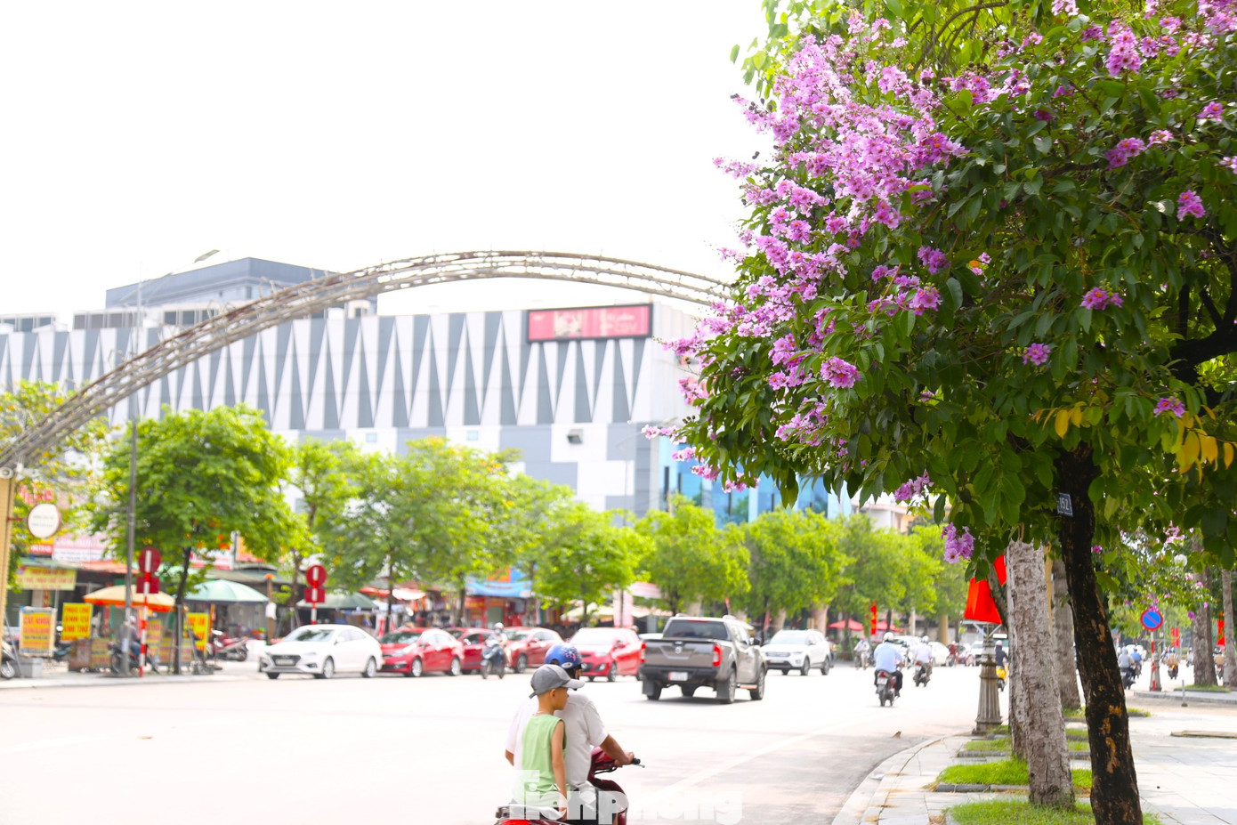 Một cây bằng lăng bung nở rực rỡ trên đường Hồ Tùng Mậu