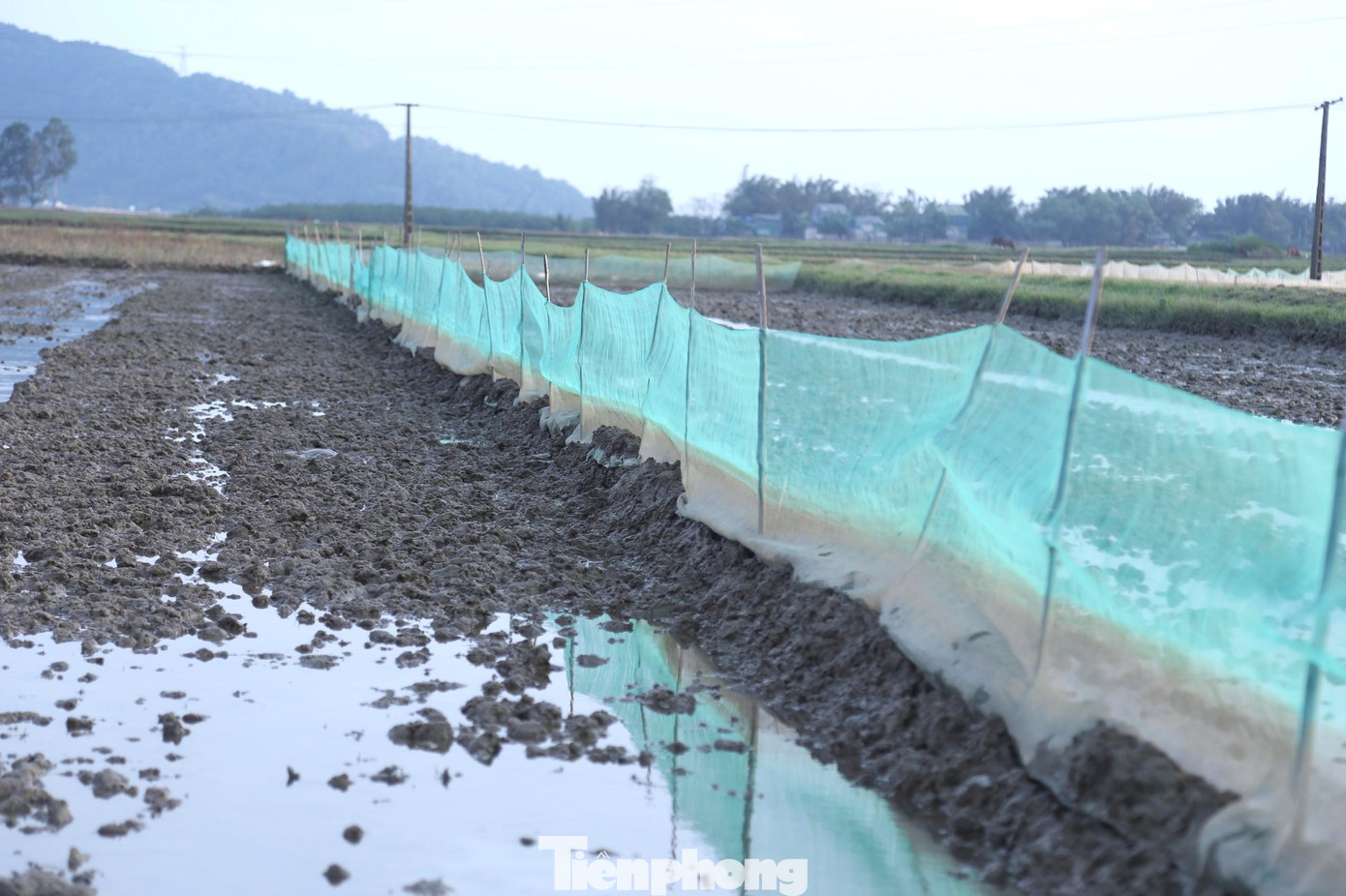 Theo bà con nơi đây, phần lớn ruộng rươi ven sông Lam đều thấp, lúc nước thủy triều dâng thường ngập hết bờ, do đó bà con phải mua lưới cao tầm 1,2m trở lên để giăng quanh bờ. Theo bà con nơi đây, phần lớn ruộng rươi ven sông Lam đều thấp, lúc nước thủy triều dâng thường ngập hết bờ, do đó bà con phải mua lưới cao tầm 1,2m trở lên để giăng quanh bờ.