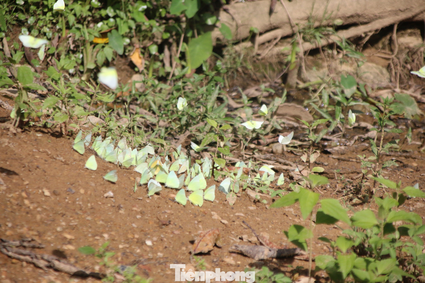 Những con bướm màu sắc sặc sỡ, đậu thành những nhóm nhỏ dọc theo quốc lộ hoặc bên bờ suối nên việc bắt chúng khá dễ dàng.