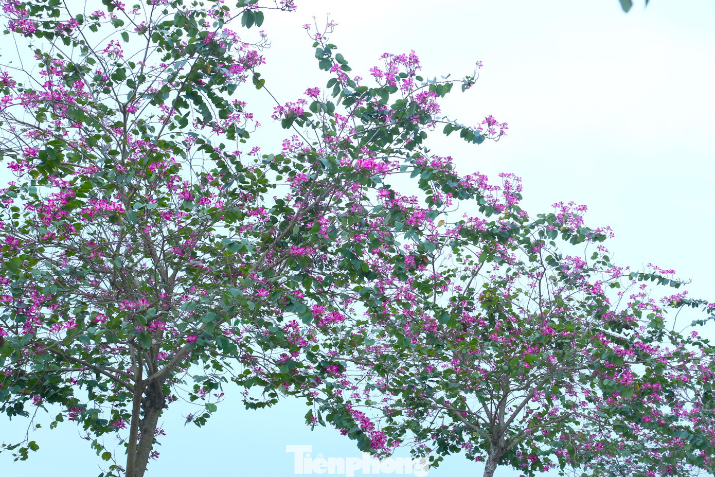 Năm 2018, UBND tỉnh Nghệ An phê duyệt dự án phát triển cây xanh bóng mát huyện Nam Đàn giai đoạn 2017-2020. Ban quản lý rừng đặc dụng huyện Nam Đàn được giao trồng 296 cây hoa ban trên tuyến đường Xô Viết. Một năm sau, con đường hoa ban này được bàn giao lại cho Khu di tích đặc biệt Quốc gia Kim Liên bảo vệ và chăm sóc cho tới nay. Ngoài trồng ở hai bên đường Xô Viết, hoa ban còn được trồng ở đường lên Đền Chung Sơn, quê nội, khu mộ bà Hoàng Thị Loan (thân mẫu Chủ tịch Hồ Chí Minh),… tạo điểm nhấn cho người dân và du khách mỗi khi về quê Bác.